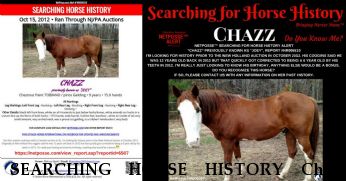 SEARCHING HORSE HISTORY Chazz,  Near Southington, CT, 06489